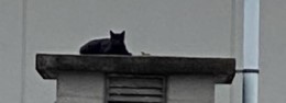 ＊＊クローバーのネコ日和＊＊【18】 黒猫救出大作戦！